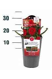 Rosa Bright Meilove® C3 Lit. 10-15 cm