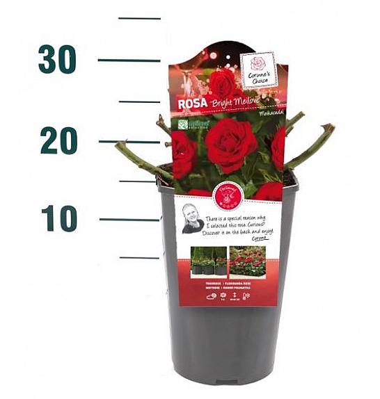 Rosa Bright Meilove® C3 Lit. 10-15 cm