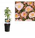 Rosa Blushing Queen C1 Lit. 20-30 cm