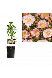 Rosa Blushing Queen C1 Lit. 20-30 cm