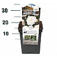 Rosa Alabaster® C5 Lit. 15-20 cm