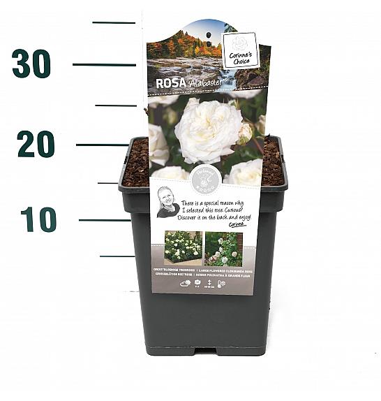 Rosa Alabaster® C5 Lit. 15-20 cm
