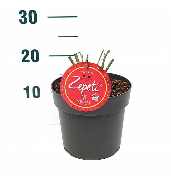Rosa Zepeti® C3 Lit. 10-15 cm