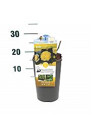 Rosa Solero® C3 Lit. 10-15 cm