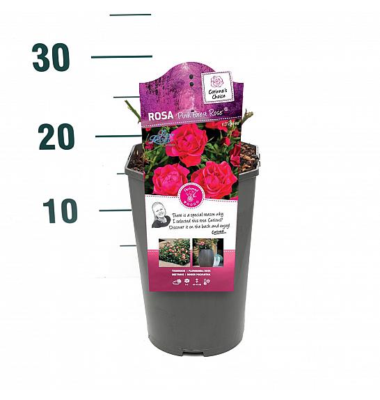 Rosa Pink Forest Rose® C3 Lit. 10-15 cm