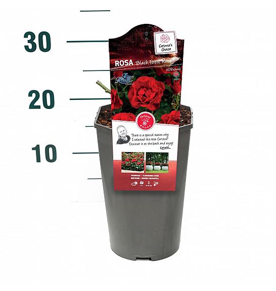 Rosa Black Forest Rose® C3 Lit. 10-15 cm