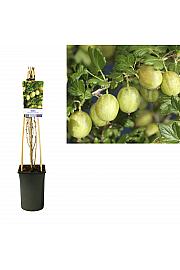 Ribes uva-crispa Invicta C2,5 Lit. 40-60 cm