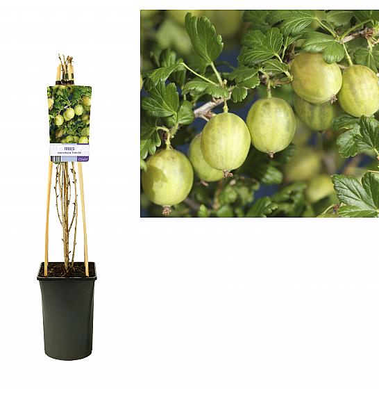 Ribes uva-crispa Invicta C2,5 Lit. 40-60 cm
