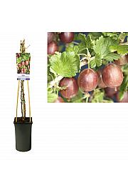 Ribes uva-crispa Hinnomäki Röd C2,5 Lit. 40-60 cm