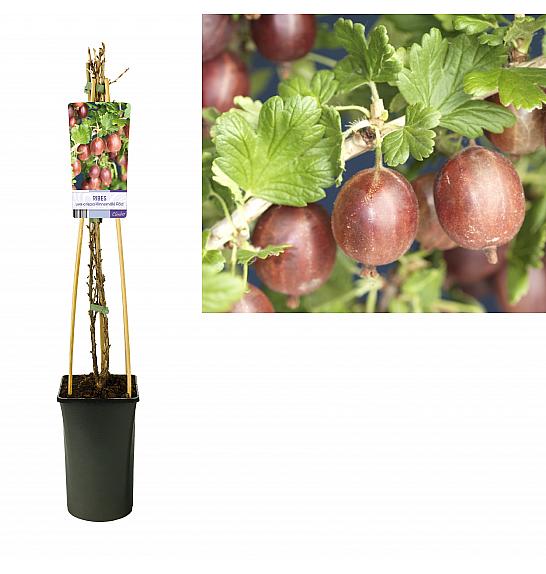 Ribes uva-crispa Hinnomäki Röd C2,5 Lit. 40-60 cm