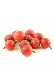 Ribes uva crispa Pax C2 Lit. 40-60 cm (96110)