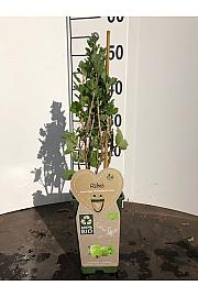 Ribes uva crispa Hinnonmaki Groen C2 Lit. 30-40 cm BIO