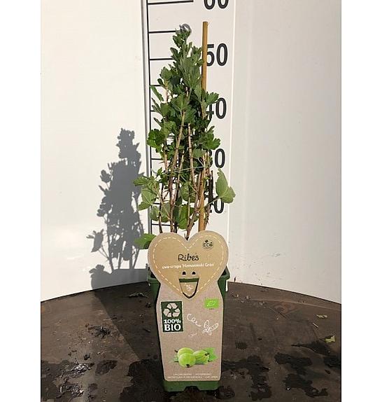 Ribes uva crispa Hinnonmaki Groen C2 Lit. 30-40 cm BIO