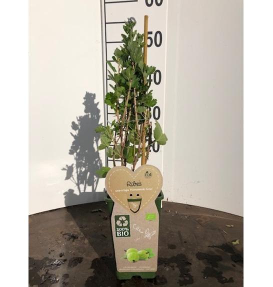 Ribes uva crispa Hinnonmaki Groen C2 Lit. 40-60 cm BIO