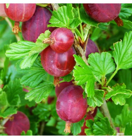 Ribes uva crispa Hinnomaki Red C3 Lit. Na steblu 90 cm (25325)