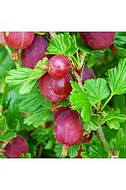 Ribes uva crispa Hinnomaki Red C5 Lit. Na stabljici 90 cm