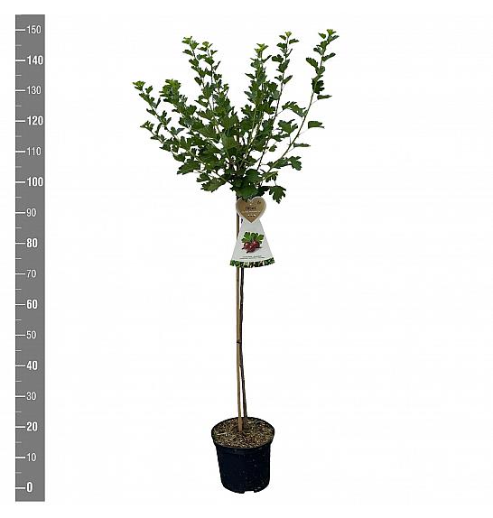 Ribes uva crispa Hinnomaki Red C5 Lit. Na steblu 90 cm