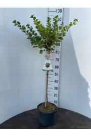 Ribes uva crispa Hinnomaki Red C3 Lit. Na steblu 60 cm