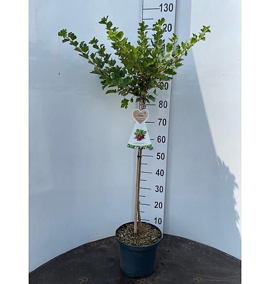 Ribes uva crispa Hinnomaki Red C5 Lit. Na steblu 60 cm