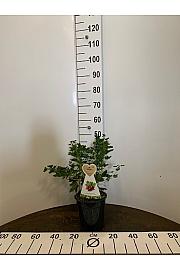Ribes uva crispa Hinnomaki Red C3 Lit. 30-40 cm