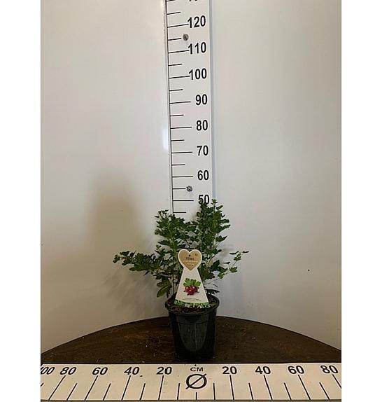 Ribes uva crispa Hinnomaki Red C3 Lit. 30-40 cm