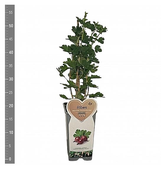 Ribes uva crispa Hinnomaki Red C2 Lit. 30-40 cm