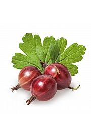 Ribes uva crispa Hinnomaki Red C2 Lit. 30-40 cm