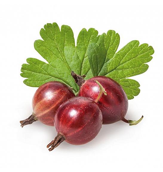 Ribes uva crispa Hinnomaki Red C2 Lit. 30-40 cm