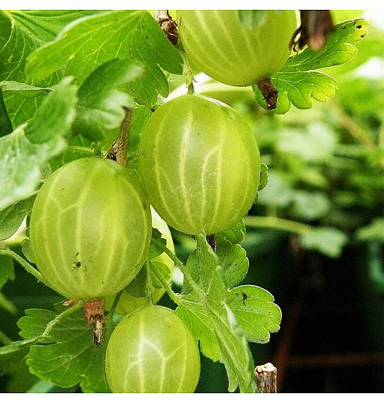 Ribes uva crispa Hinnomaki Green C5 Lit. Na stabljici 90 cm