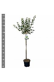 Ribes uva crispa Hinnomaki Green C5 Lit. Na steblu 90 cm