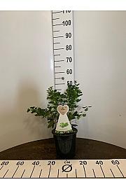 Ribes uva crispa Hinnomaki Green C3 Lit. 30-40 cm