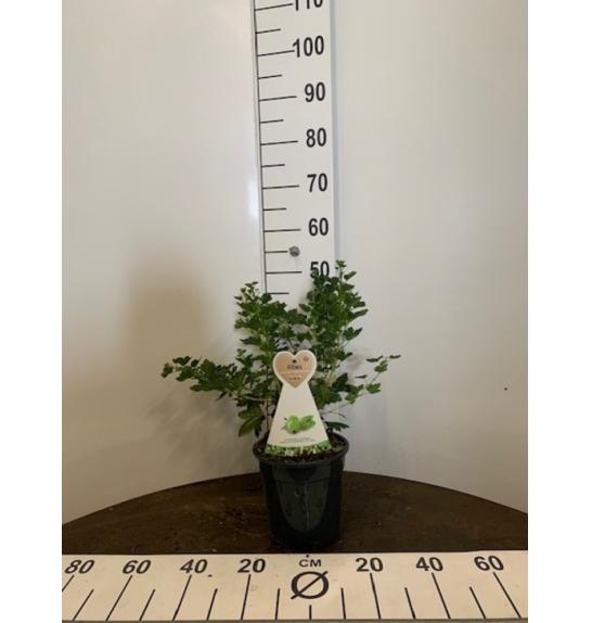 Ribes uva crispa Hinnomaki Green C3 Lit. 40-60 cm