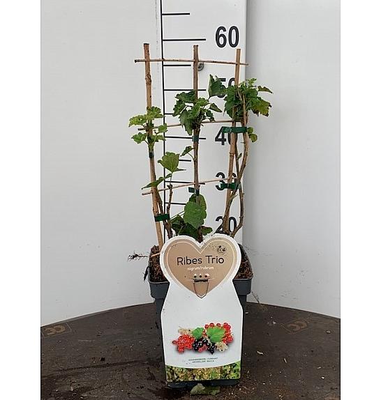 Ribes rubrum/nigrum Trio C5 Lit. 30-40 cm rešetka