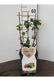 Ribes rubrum/nigrum Trio C5 Lit. 30-40 cm Špalir