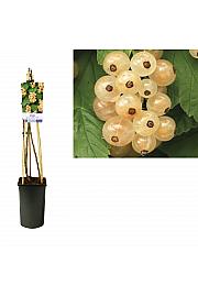 Ribes rubrum White Pearl C2,5 Lit. 40-60 cm