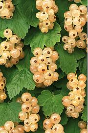 Ribes rubrum White Pearl C1,5 Lit. 30-40 cm