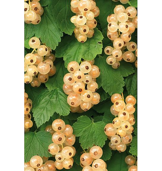 Ribes rubrum White Pearl C1,5 Lit. 30-40 cm
