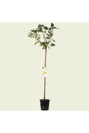 Ribes rubrum Werdavia C3 Lit. Na steblu 90 cm (24015)