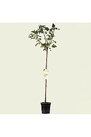 Ribes rubrum Werdavia C5 Lit. Na stabljici 90 cm