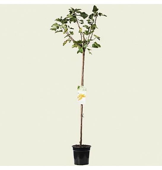 Ribes rubrum Werdavia C5 Lit. Na stabljici 90 cm