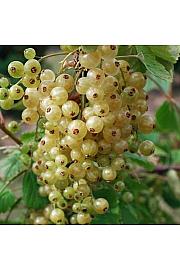 Ribes rubrum Werdavia C5 Lit. Na stabljici 60 cm