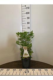 Ribes rubrum Werdavia C3 Lit. 30-40 cm