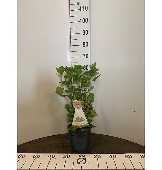 Ribes rubrum Werdavia C3 Lit. 30-40 cm