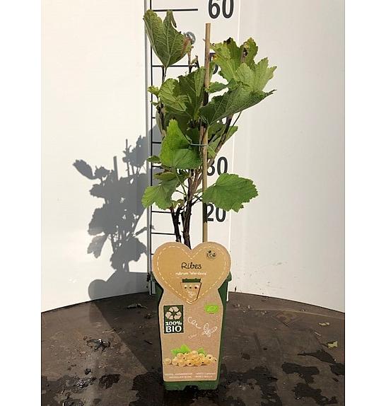 Ribes rubrum Werdavia C2 Lit. 30-40 cm BIO