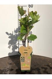 Ribes rubrum Werdavia C2 Lit. 40-60 cm BIO (124067)