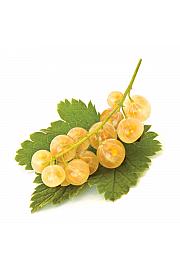 Ribes rubrum Werdavia C2 Lit. 30-40 cm