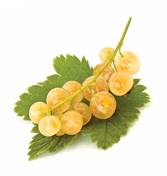 Ribes rubrum Werdavia C2 Lit. 30-40 cm