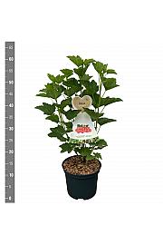 Ribes rubrum Rosalinn C5 Lit. 40-60 cm