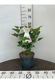 Ribes rubrum Rosalinn C5 Lit. 40-60 cm