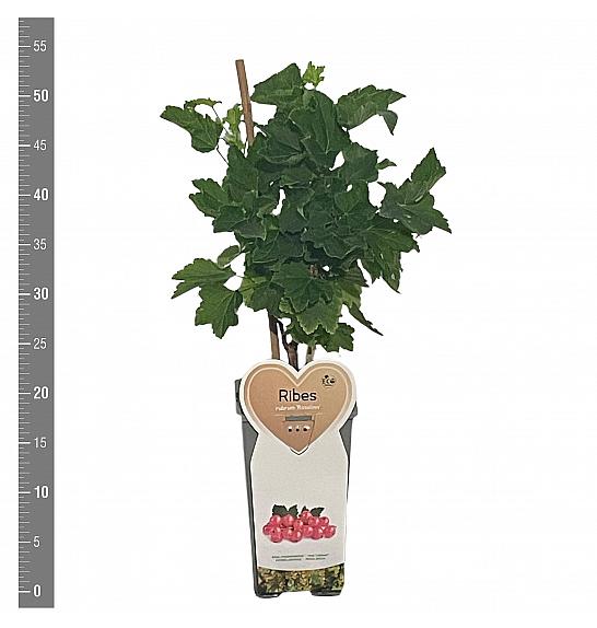 Ribes rubrum Rosalinn C2 Lit. 30-40 cm